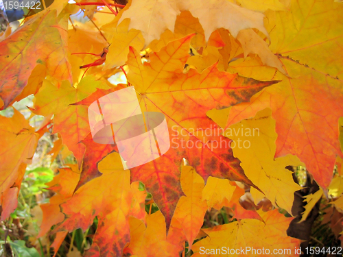 Image of beautiful autumn foliage of maple tree