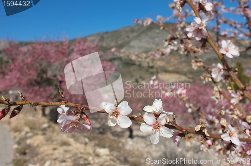 Image of Almond tree blossom