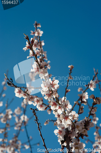 Image of Flowering almond tree