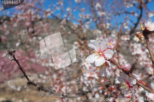 Image of Almond trees