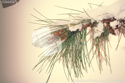 Image of Fir tree branch with cone and snow