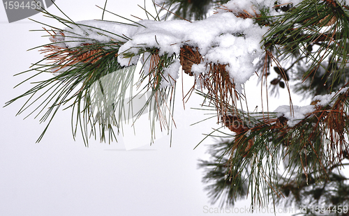 Image of Fir branches with snow and cone natural