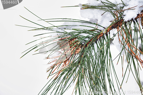 Image of Cone on fir branches evergreen with snow