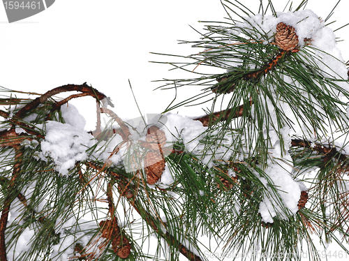 Image of Cone on green fir branches with snow 