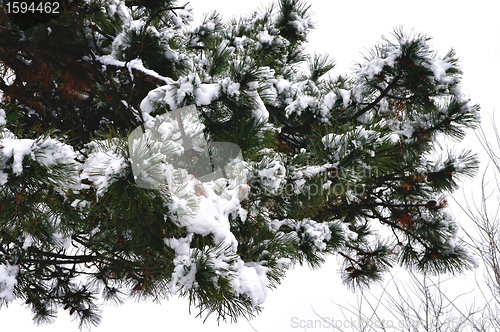 Image of Fir tree branch with fresh snow