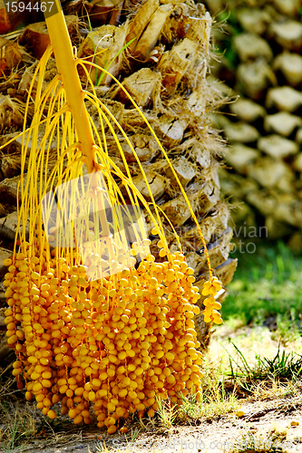 Image of Date palm tree with dates
