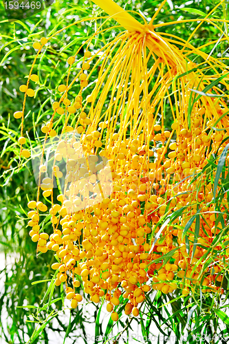 Image of Date palm tree with dates