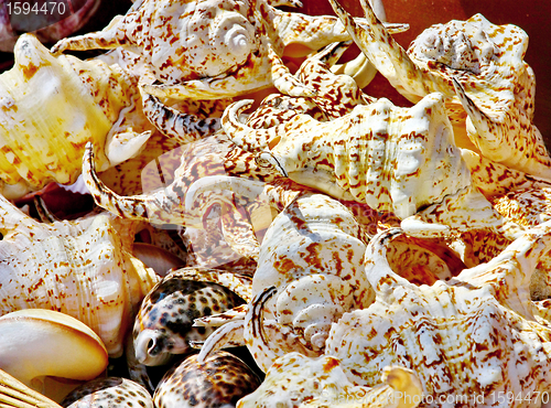 Image of Seashells background 