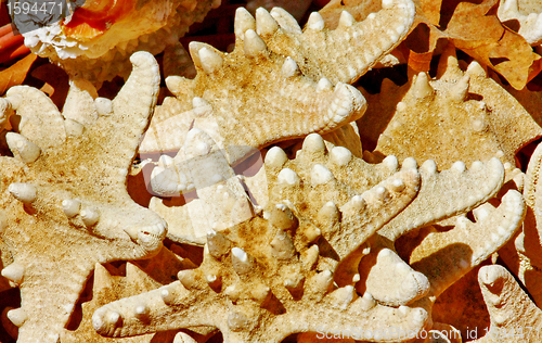 Image of Sea stars 