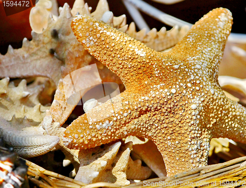 Image of Sea stars