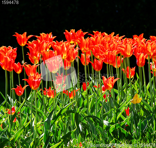 Image of Tulips