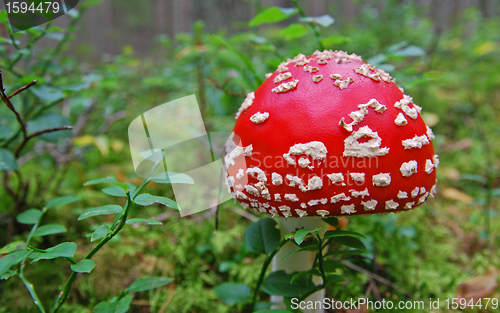 Image of Red Toadstool