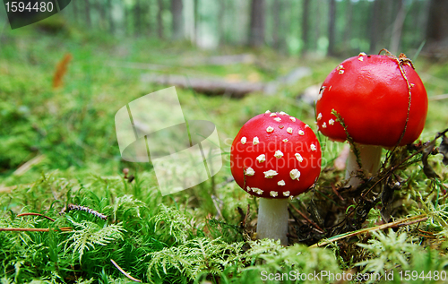 Image of Red Toadstool