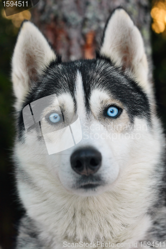 Image of Husky dog