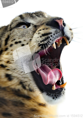 Image of snow leopard portrait 