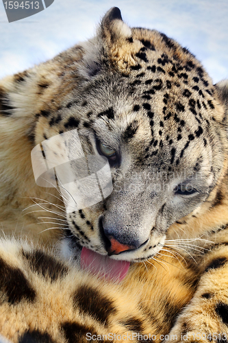 Image of 	snow leopard 