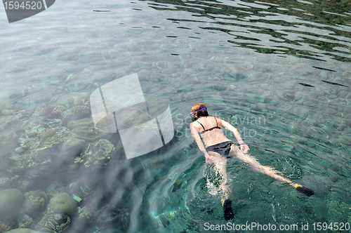 Image of Snorkeling in the Red Sea