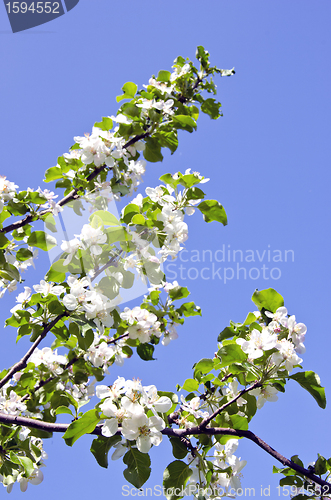 Image of White apple tree buds blooms spring background 