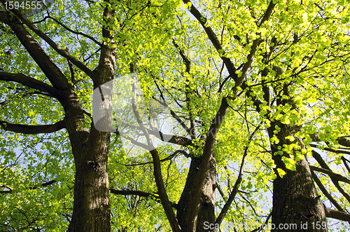 Image of Lime tree branch leaf stem green grow in spring 