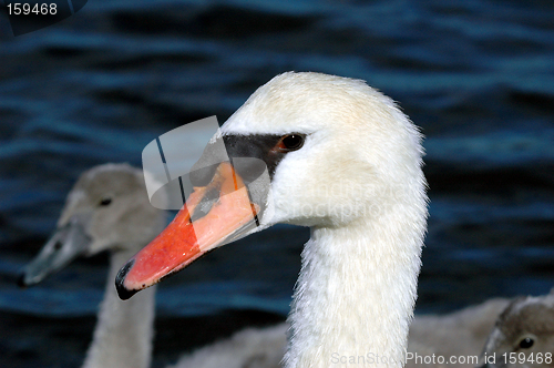 Image of Swan portrait