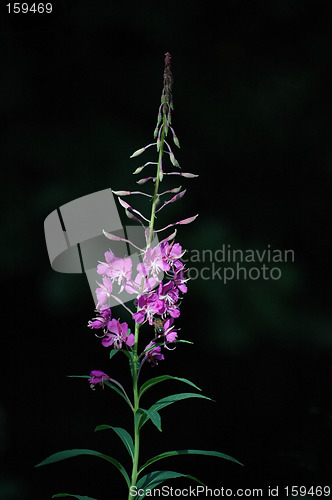 Image of Wild flower