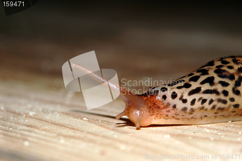 Image of Limax maximus