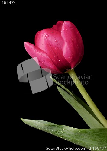 Image of Tulip Spring Dew