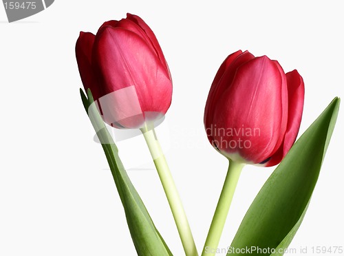 Image of Two Tulips