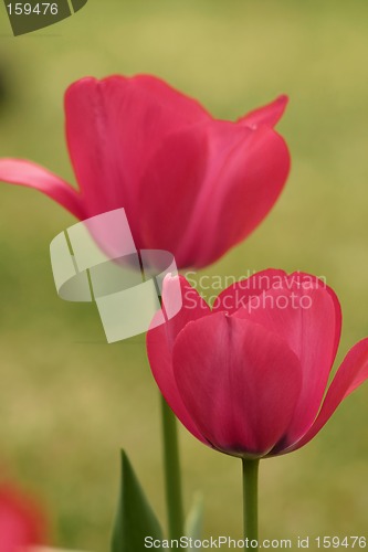 Image of Flowers in a field