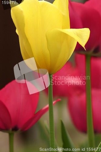 Image of Tulips