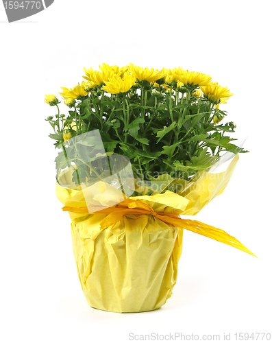 Image of yellow flowers