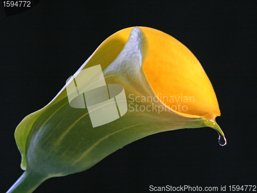 Image of yellow calla