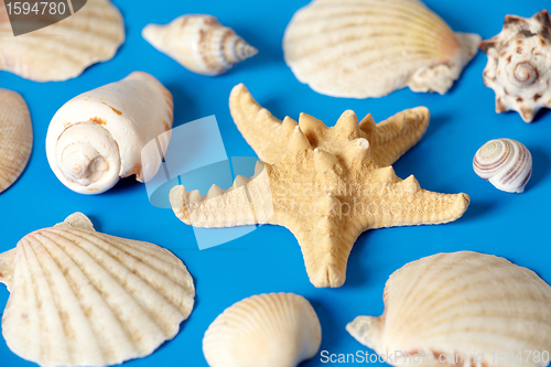 Image of sea shells