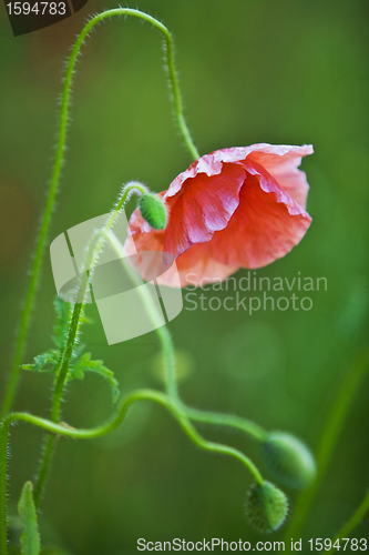 Image of wild poppy