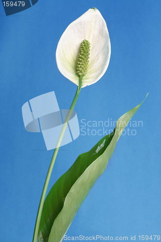 Image of Peace Lily (Spathiphyllum)