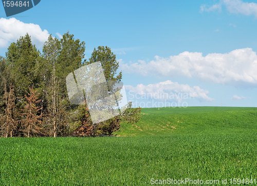 Image of Green meadow at the edge of pine grove