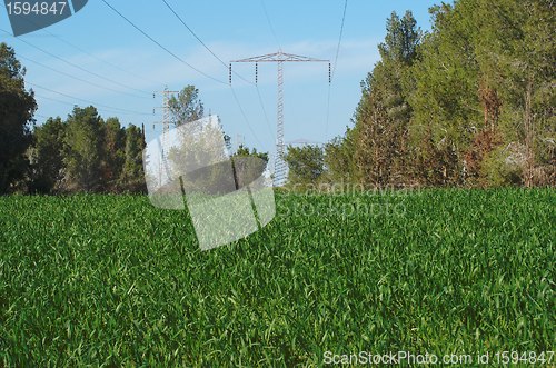 Image of Overhead power transmission line over the pine forest and meadow