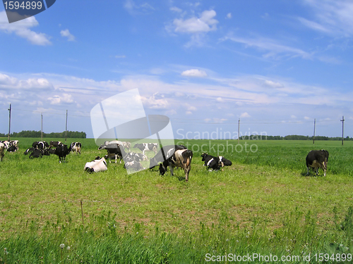 Image of Cows on green meadow 