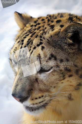 Image of snow leopard