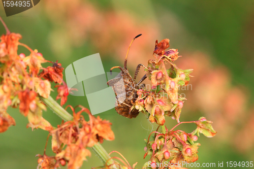 Image of bug, bedbug brown on the delicate flower in summer