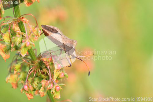 Image of bug, bedbug brown on the delicate flower in summer