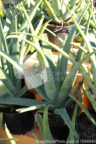 Image of small pot of cactus plant in the market