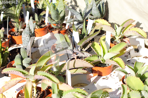 Image of small pot of cactus plant in the market