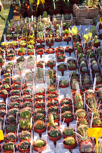 Image of small pot of cactus plant in the market