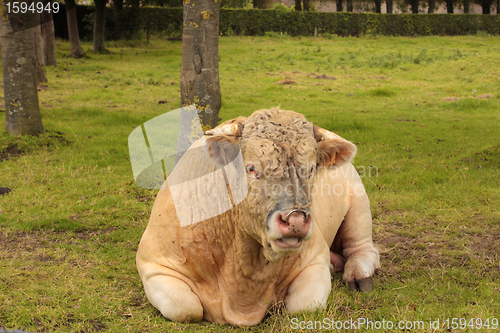 Image of French Charolais bull lying in grass green