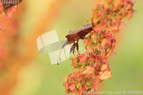 Image of bug, bedbug brown on the delicate flower in summer