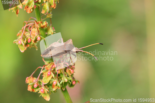 Image of bug, bedbug brown on the delicate flower in summer