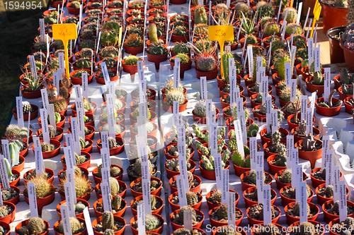 Image of small pot of cactus plant in the market