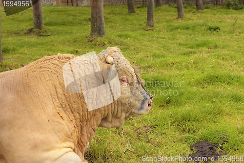 Image of French Charolais bull lying in grass green