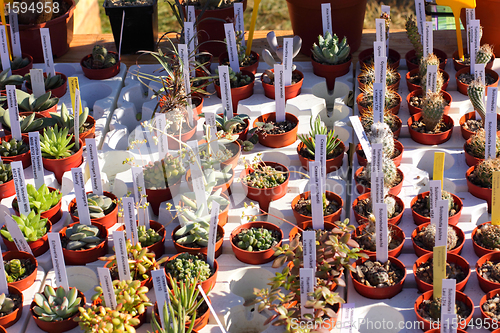 Image of small pot of cactus plant in the market